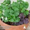 Oxalis Triangularis (Green) -EcoFlora Sales Shop OXAL PAPILION A