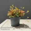 Oxalis Triangularis 'Sunset Yellow' -EcoFlora Sales Shop OXAL SUNSETYEL S50742