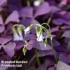 Oxalis Triangularis 'Mijke' -EcoFlora Sales Shop OXAL TRIAMIJKE B