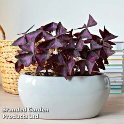 Oxalis Triangularis (Purple) -EcoFlora Sales Shop OXAL TRIANGULA A