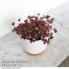 Oxalis Triangularis 'Vulcan Pink' -EcoFlora Sales Shop OXAL VULCANPIN T52506