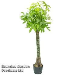 Pachira Aquatica Tree With Braided Stem -EcoFlora Sales Shop PACH AQUATICAT W48808