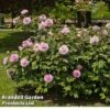 Peony 'Pink Double Dandy' 1 Peony 'Pink Double Dandy' -EcoFlora Sales Shop PAEO DOUBLEDAN W30388