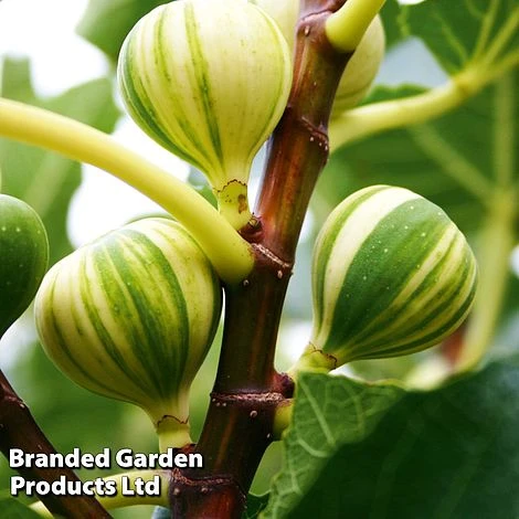 Fig 'Panachee' 4 Fig 'Panachee' - Image 2