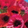 Poppy 'Fruit Punch' -EcoFlora Sales Shop PAPA T64464 A h