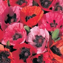 Poppy 'Fruit Punch' -EcoFlora Sales Shop PAPA T64464 B h