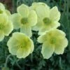 Poppy 'Pacino' -EcoFlora Sales Shop PAPA T64466 A h
