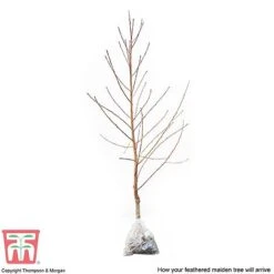 Peach 'Avalon Pride' -EcoFlora Sales Shop PEAC 87129 C