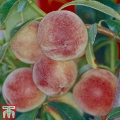 Peach 'Peregrine' -EcoFlora Sales Shop PEAC TKA2107 A
