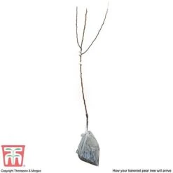 Pear 'Williams' Bon Chretien' 9 Pear 'Williams' Bon Chretien' -EcoFlora Sales Shop PEAR CWW3398 C2