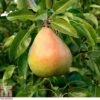 Pear 'Doyenné Du Comice' -EcoFlora Sales Shop PEAR T10617 A