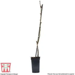 Pear 'Mini Conference' -EcoFlora Sales Shop PEAR T42025 C