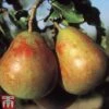 Pear 'Onward' -EcoFlora Sales Shop PEAR TKA1941 A
