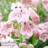 Penstemon 'Pink Bedder' -EcoFlora Sales Shop PENS KC9125 A