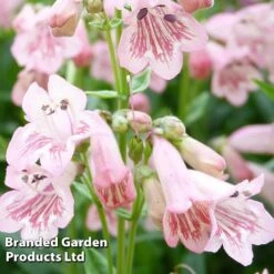Penstemon 'Pink Bedder' -EcoFlora Sales Shop PENS KC9125 B