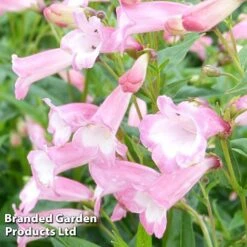 Penstemon 'Pink Bedder' -EcoFlora Sales Shop PENS KC9125 C