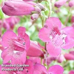 Penstemon 'Purple Bedder' -EcoFlora Sales Shop PENS KC9126 B