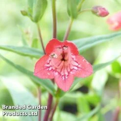 Penstemon 'Windsor Red' -EcoFlora Sales Shop PENS KC9127 B