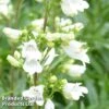 Penstemon 'Pensham Arctic Fox' 2 Penstemon 'Pensham Arctic Fox' -EcoFlora Sales Shop PENS ARCTICFOX1