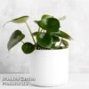 Peperomia Polybotrya 'Raindrop' -EcoFlora Sales Shop PEPE RAINDROP W48360