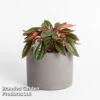 Peperomia Caperata 'Santorini' -EcoFlora Sales Shop PEPE ROSSO W50484