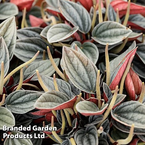 Peperomia Caperata 'Santorini' 4 Peperomia Caperata 'Santorini' - Image 2