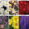 Small Best Value Perennial Collection -EcoFlora Sales Shop PERE WKB8733 A