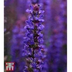 Small Best Value Perennial Collection -EcoFlora Sales Shop PERE WKB8733 B