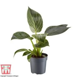 Philodendron 'White Measure' -EcoFlora Sales Shop PHIL 6951 A1
