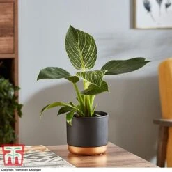 Philodendron 'White Measure' -EcoFlora Sales Shop PHIL 6951 A3
