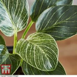 Philodendron 'White Measure' -EcoFlora Sales Shop PHIL 6951 A4