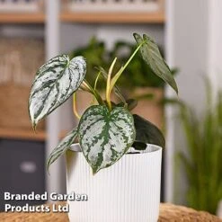 Philodendron Brandtianum 'Brandi' -EcoFlora Sales Shop PHIL BRANDI W50471