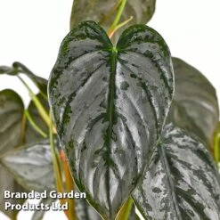 Philodendron Brandtianum 'Brandi' -EcoFlora Sales Shop PHIL BRANDI W50472