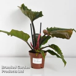 Philodendron 'Caramel' -EcoFlora Sales Shop PHIL CARAMEL WKF1195 C
