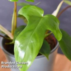 Philodendron 'Florida' -EcoFlora Sales Shop PHIL FLORIDA WKF1196 B