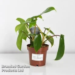 Philodendron 'Florida' -EcoFlora Sales Shop PHIL FLORIDA WKF1196 C