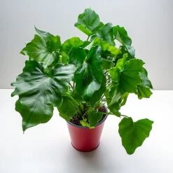 Philodendron Bipinnatifidum 'Little Hope' -EcoFlora Sales Shop PHIL LITTLEHOP W48795 NOW1