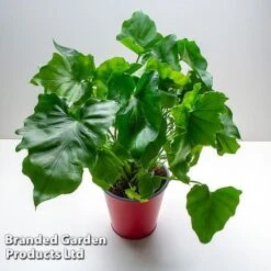 Philodendron Bipinnatifidum 'Little Hope' -EcoFlora Sales Shop PHIL LITTLEHOP W487951