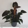 Philodendron 'New Red' -EcoFlora Sales Shop PHIL NEWRE10CM S50447