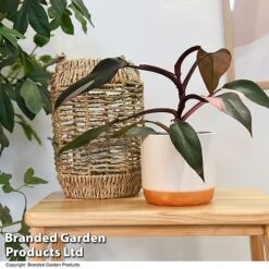 Philodendron Erubescens 'Pink Princess' -EcoFlora Sales Shop PHIL PINKPRINC T47207