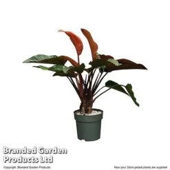 Philodendron 'Red Beauty' In Hydro Pot -EcoFlora Sales Shop PHIL REDBE30CM T506501