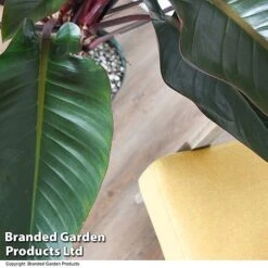 Philodendron 'Red Beauty' In Hydro Pot -EcoFlora Sales Shop PHIL REDBEAUTY T50770