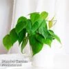 Philodendron Scandens 1 Philodendron Scandens -EcoFlora Sales Shop PHIL SCANDENS KF1291 A