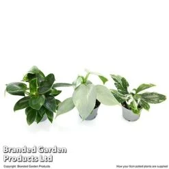 Philodendron Starter Mix -EcoFlora Sales Shop PHIL STARTE6CM T47692