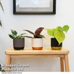 Philodendron Starter Mix -EcoFlora Sales Shop PHIL STARTERMX T47694