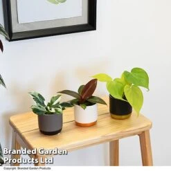 Philodendron Starter Mix -EcoFlora Sales Shop PHIL STARTERMX T47695