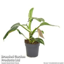 Philodendron Erubescens 'White Knight' -EcoFlora Sales Shop PHIL WHITE11CM T49845