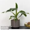 Philodendron Erubescens 'White Knight' -EcoFlora Sales Shop PHIL WHITEKNIG T49847