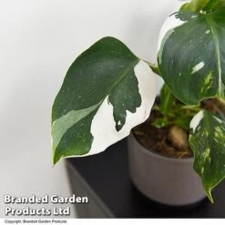 Philodendron Erubescens 'White Knight' -EcoFlora Sales Shop PHIL WHITEKNIG T49848
