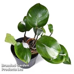 Philodendron Erubescens 'White Knight' -EcoFlora Sales Shop PHIL WHITEKNIG W48802